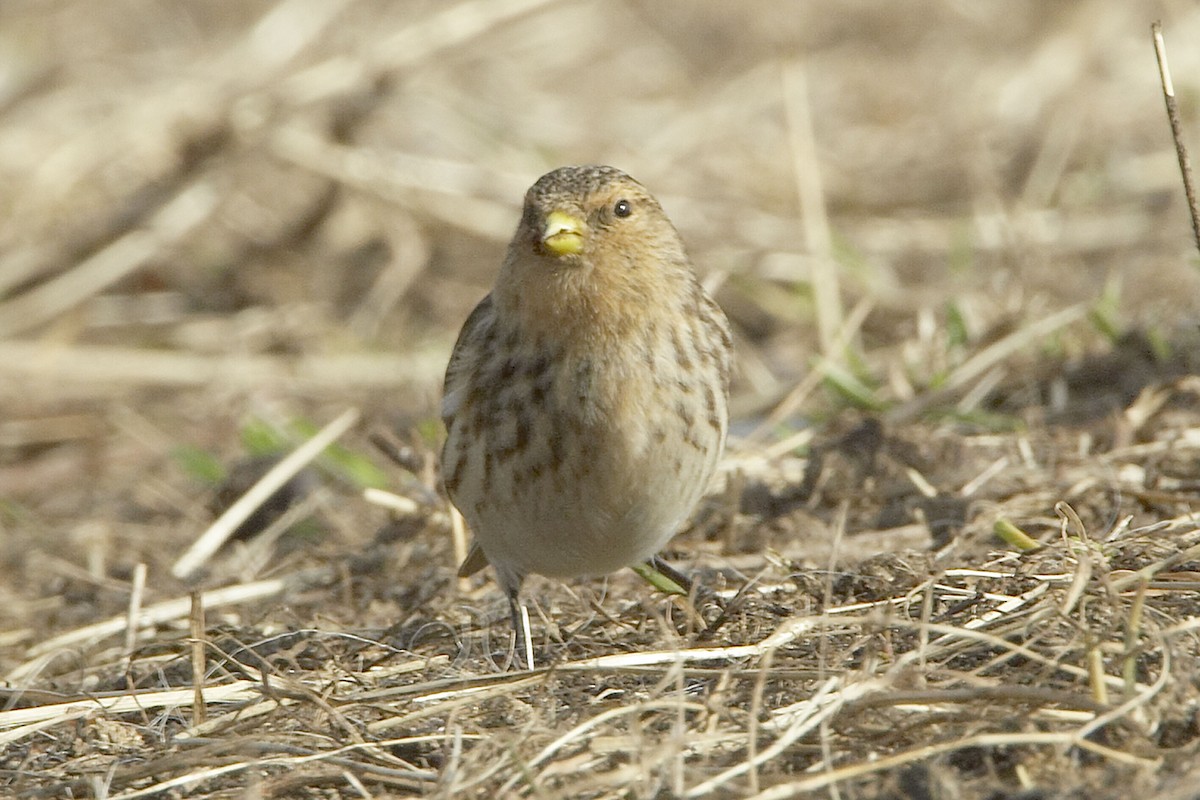 Twite - ML21038941