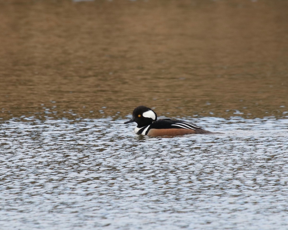 Hooded Merganser - Daniel S.