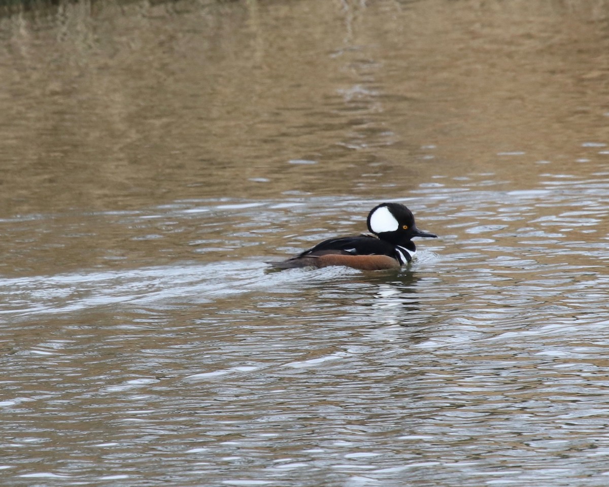 Hooded Merganser - ML210390261