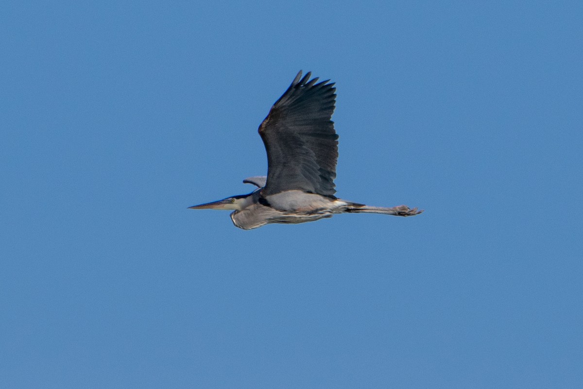 Garza Azulada - ML210390491