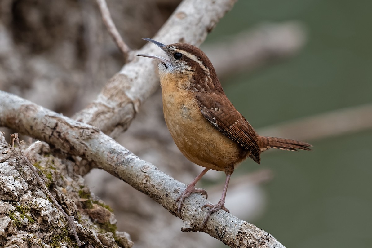 Carolina Wren - ML210392141