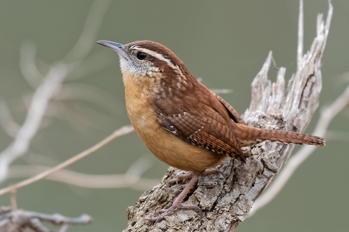 Carolina Wren - Don Danko