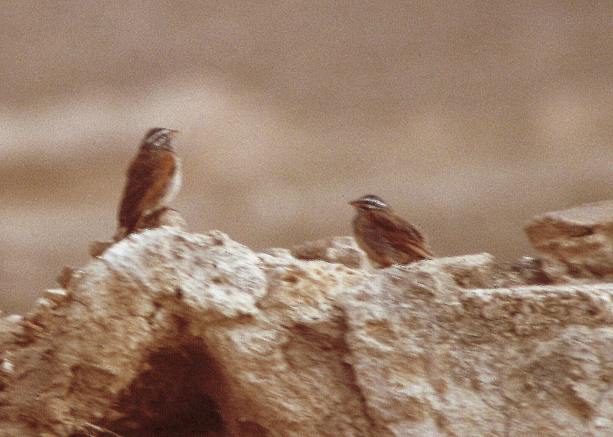 Striolated Bunting - ML210393211