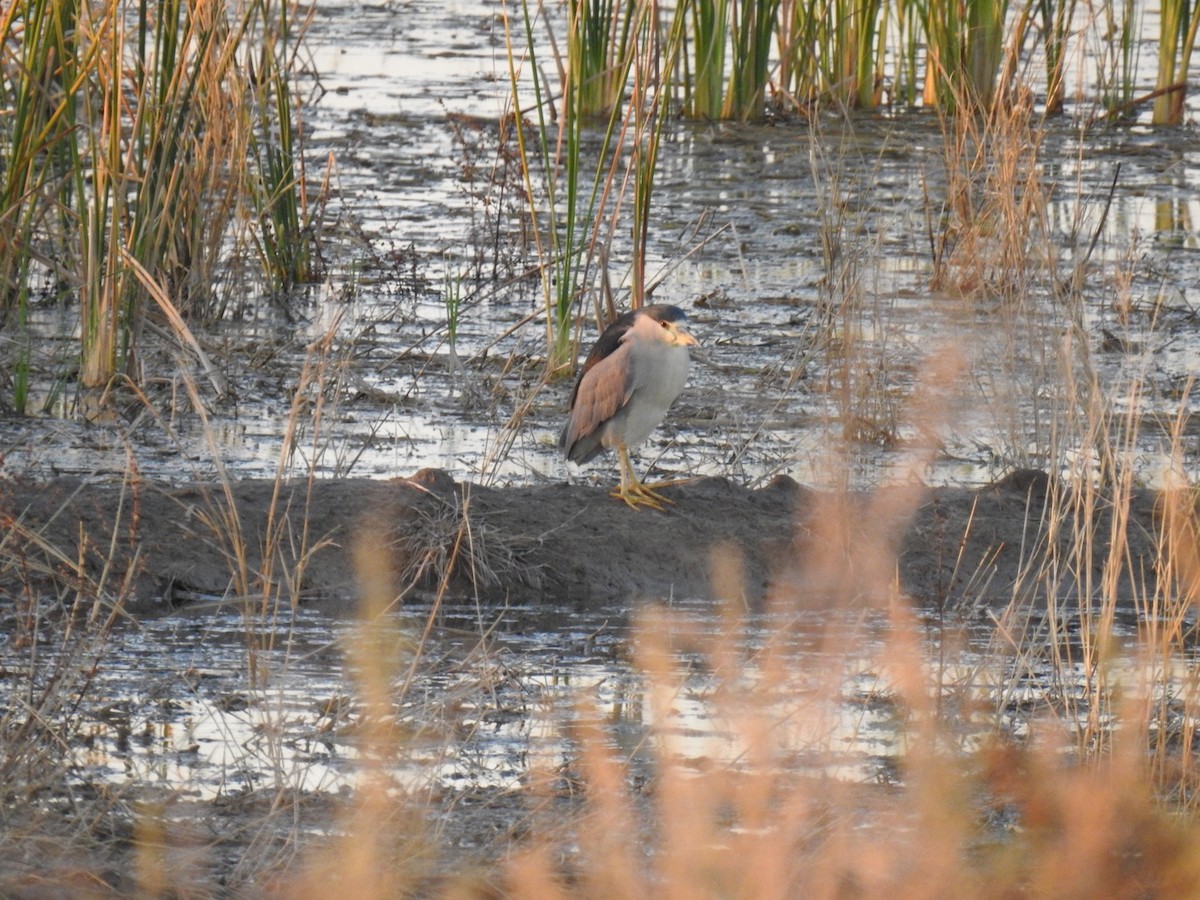 Black-crowned Night Heron - ML210395321