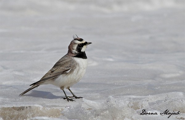 Horned Lark - ML21039541