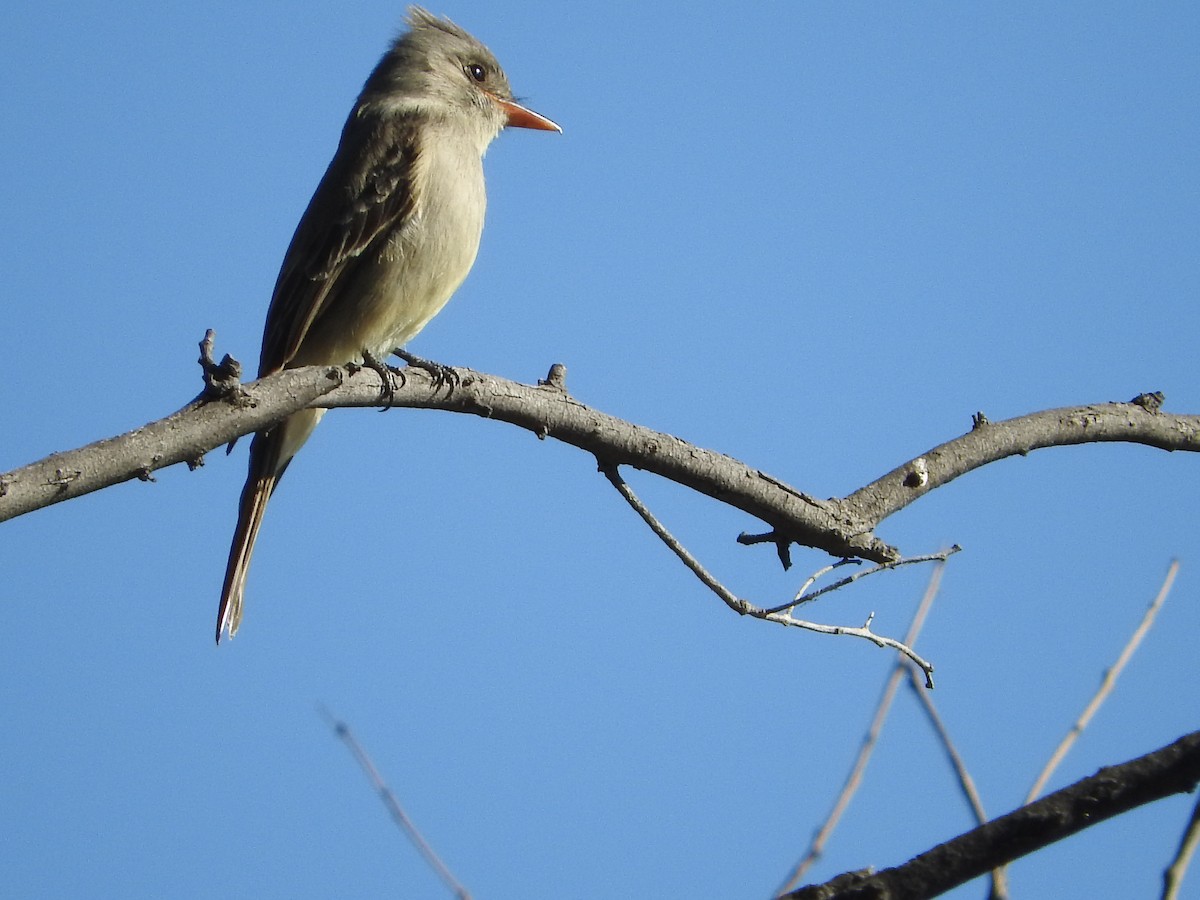 Greater Pewee - ML210396451