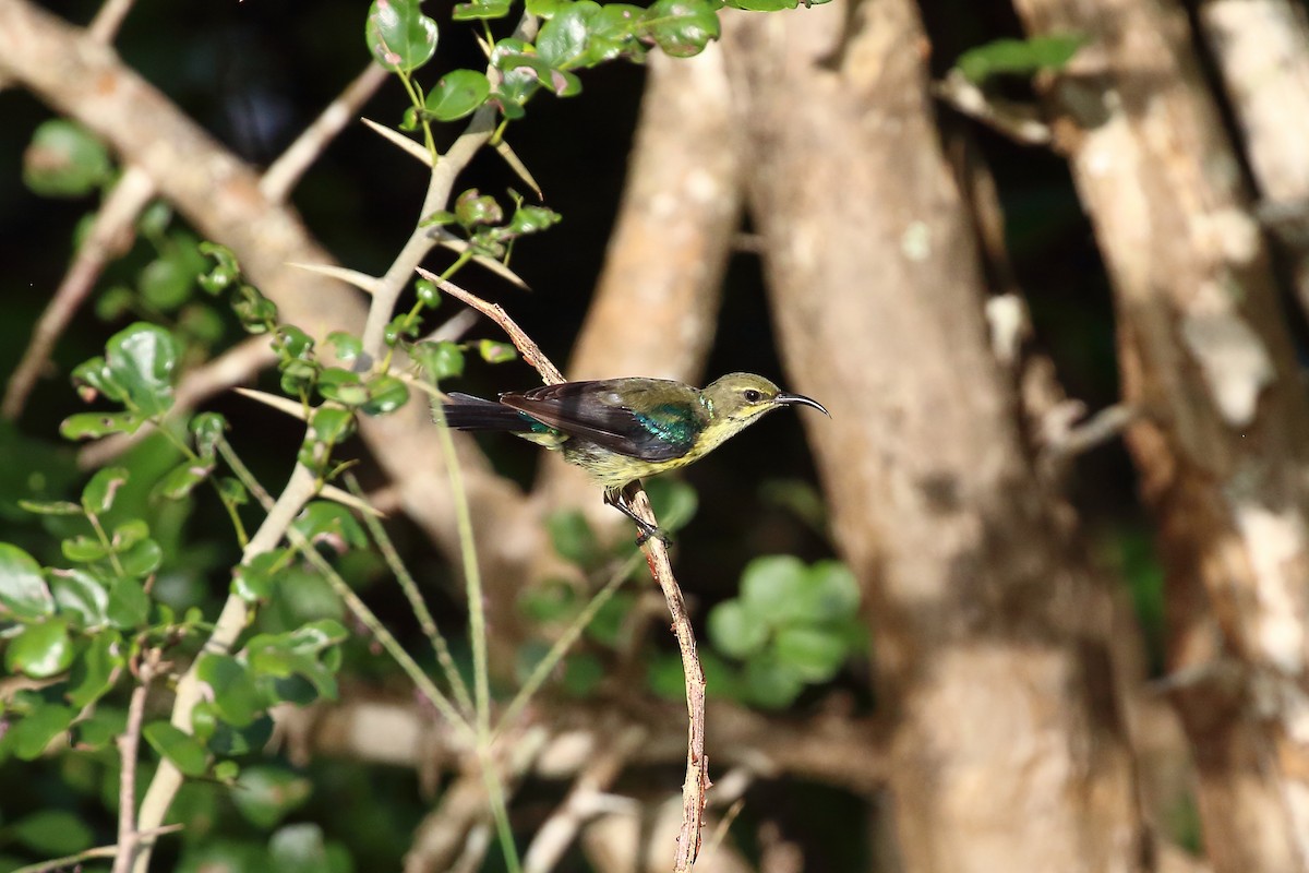 Purple-banded Sunbird - Michael Ortner