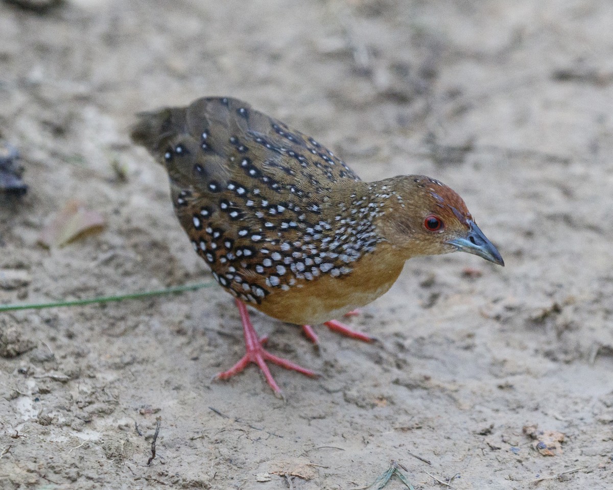 Ocellated Crake - Silvia Faustino Linhares