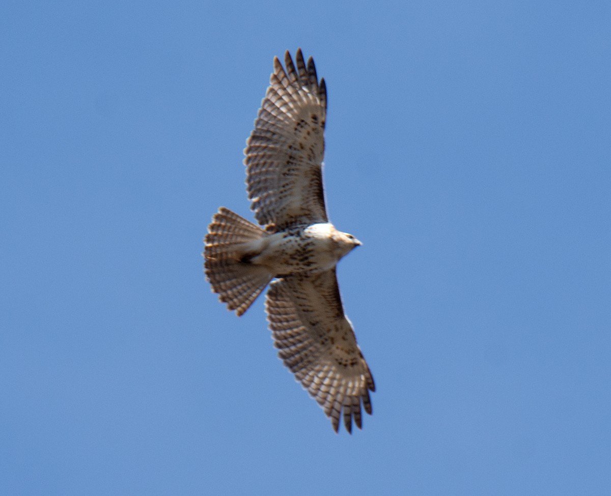 Rotschwanzbussard - ML210400601