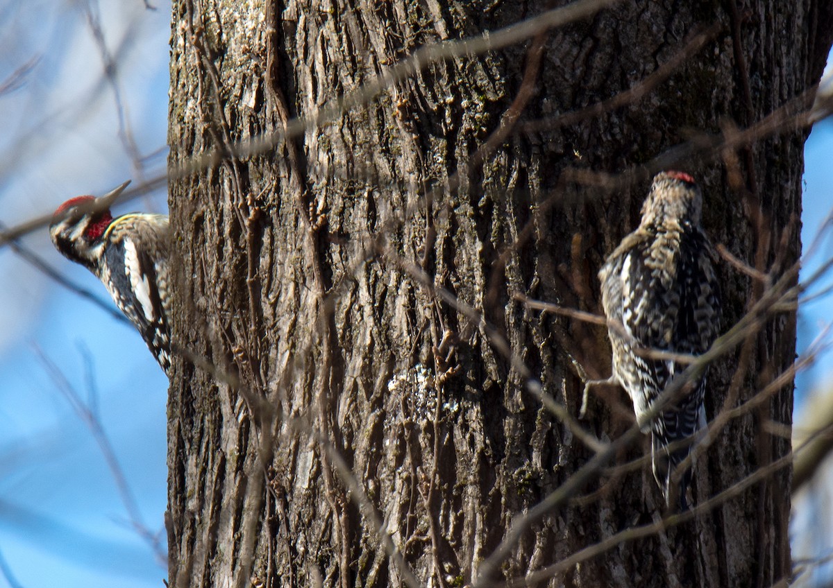 Yellow-bellied Sapsucker - Jack and Shirley Foreman