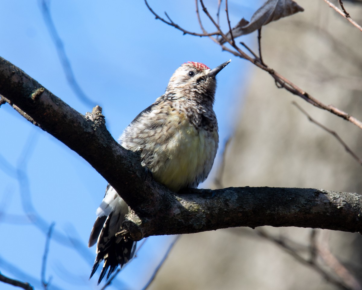 Yellow-bellied Sapsucker - ML210400651