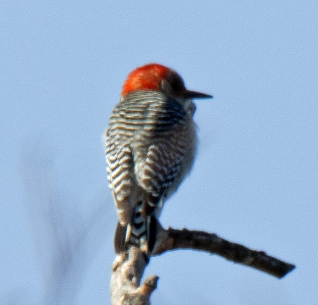 Red-bellied Woodpecker - ML210400671