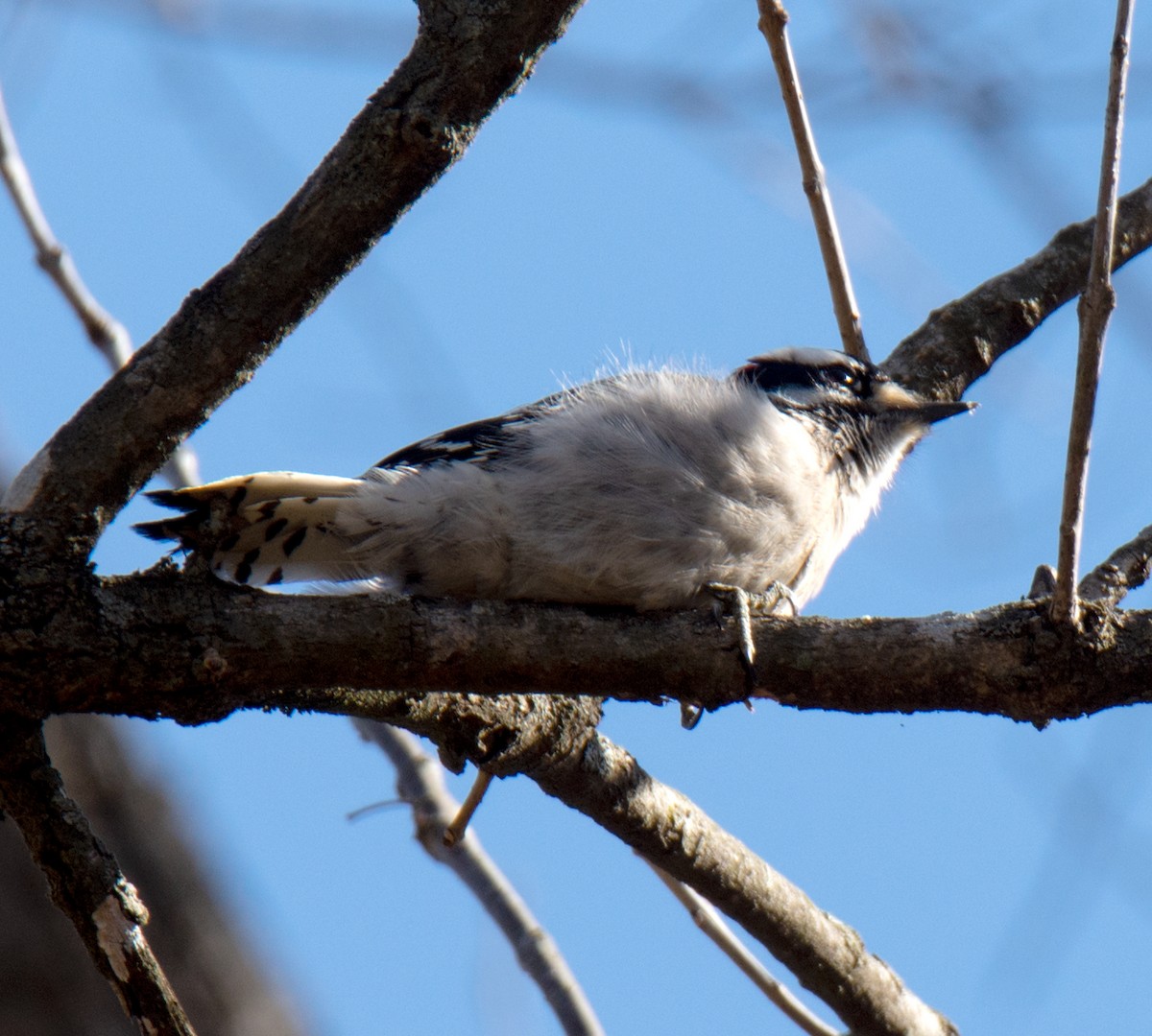 Downy Woodpecker - ML210400701