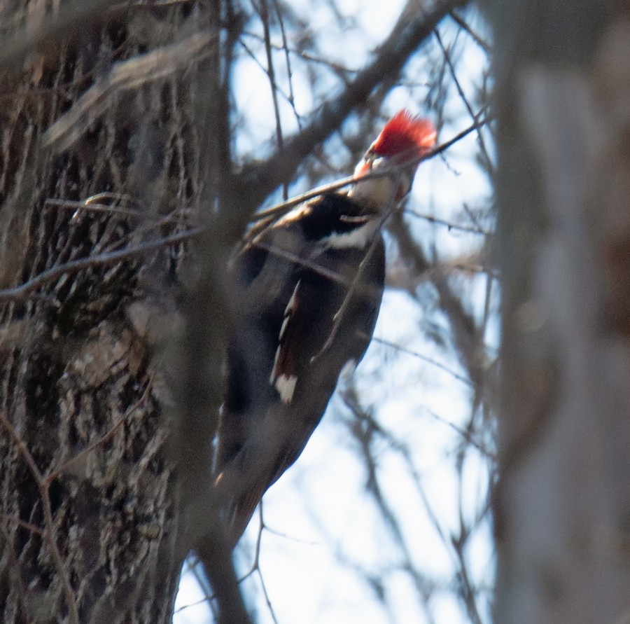 Pileated Woodpecker - ML210400721