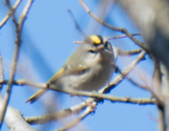 Golden-crowned Kinglet - ML210400731