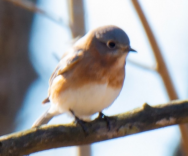 Eastern Bluebird - ML210400831