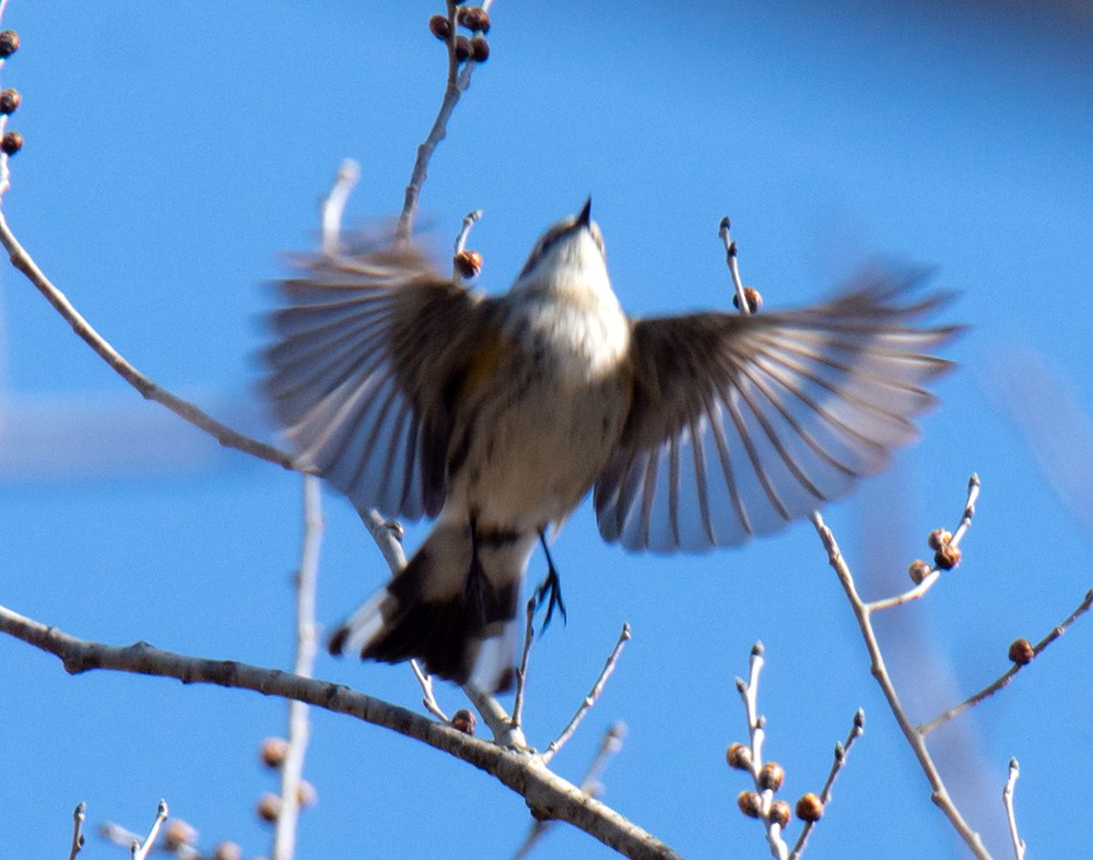 Yellow-rumped Warbler - ML210400861