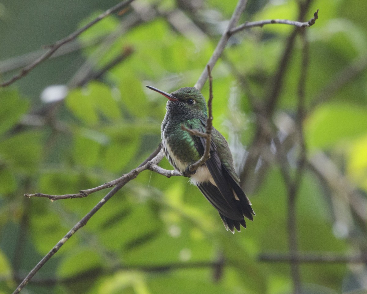 Glittering-throated Emerald - ML210400981