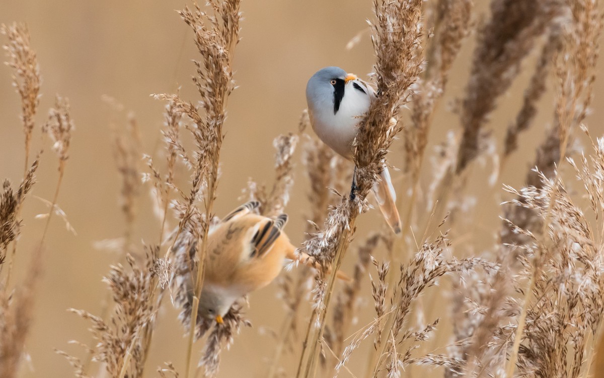 Bearded Reedling - ML210402851