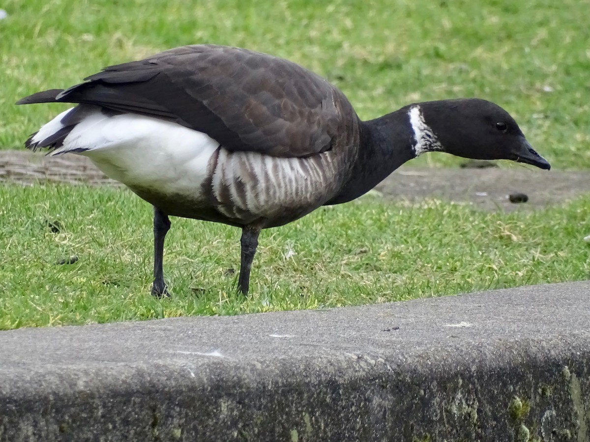Хар толгойт галуу - ML210403441