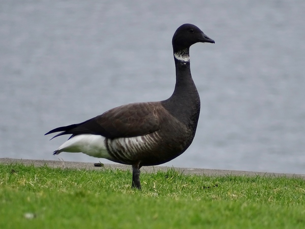 Хар толгойт галуу - ML210403461