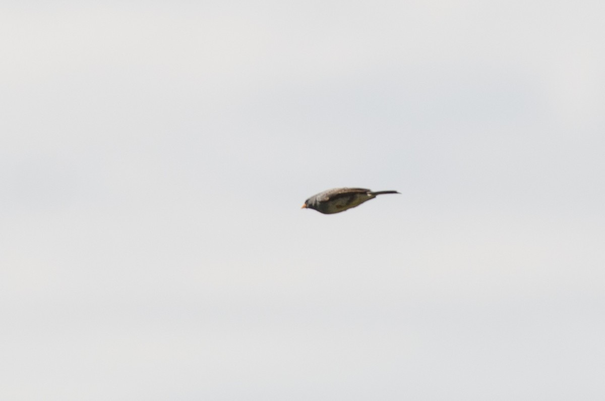 Band-tailed Sierra Finch - ML210404081