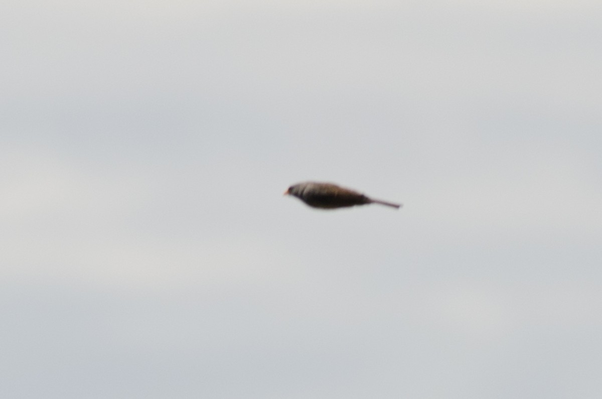 Band-tailed Sierra Finch - ML210404091