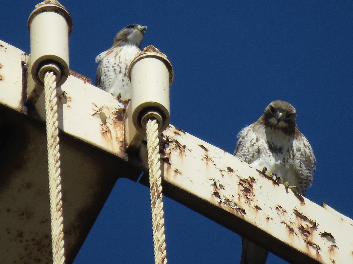 Red-tailed Hawk - ML210406091