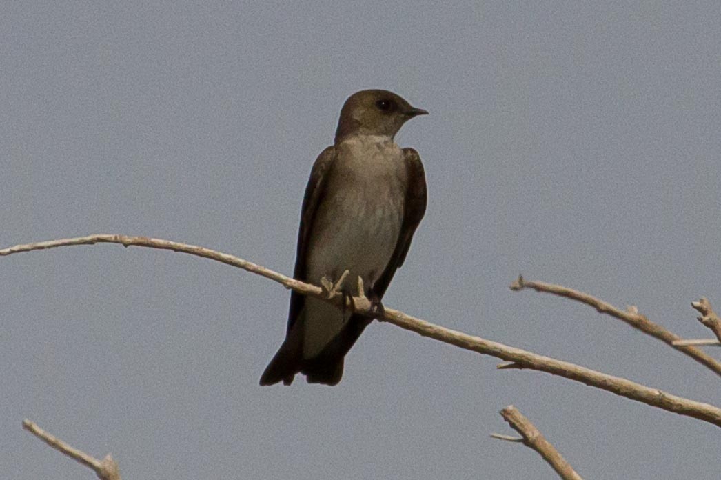 Northern Rough-winged Swallow - ML210406711