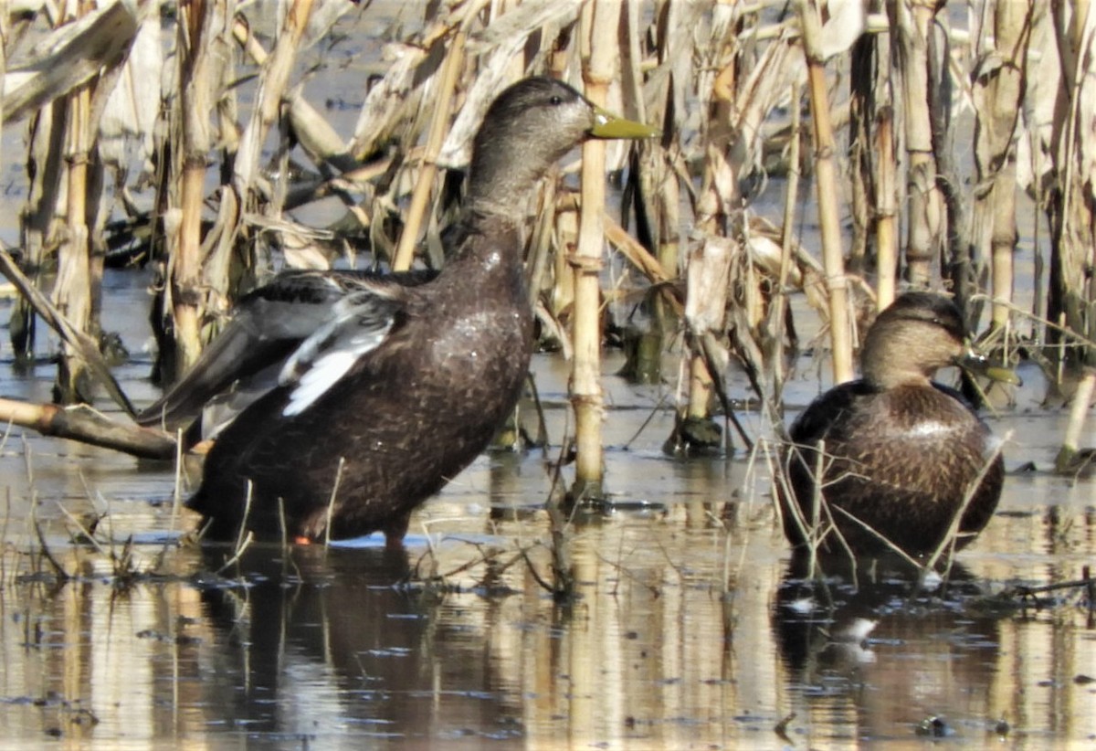 American Black Duck - Paul McKenzie