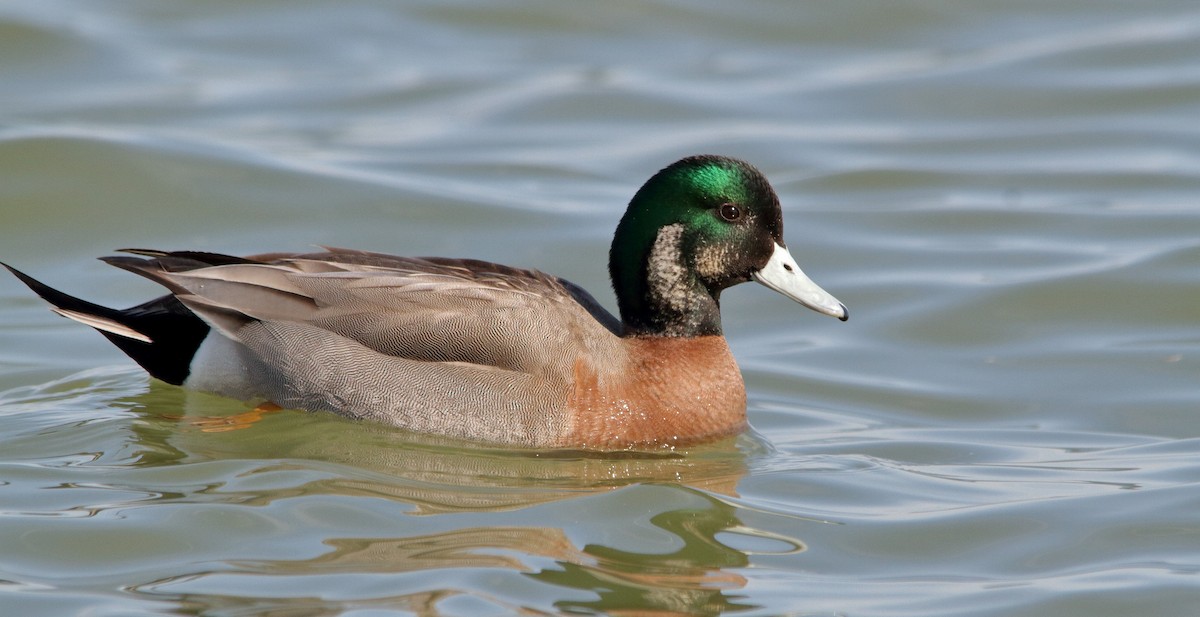 American Wigeon x Mallard (hybrid) - Nathan Tea