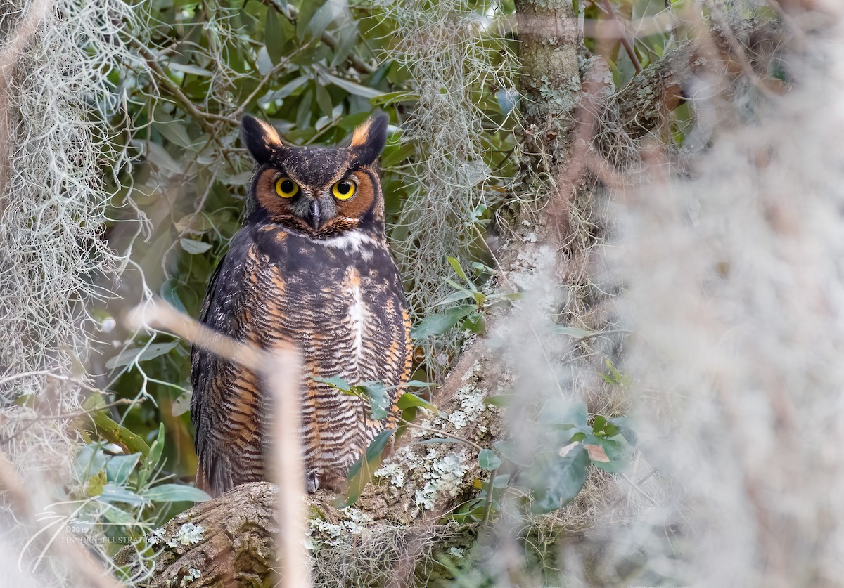 Great Horned Owl - Brandon Finnorn