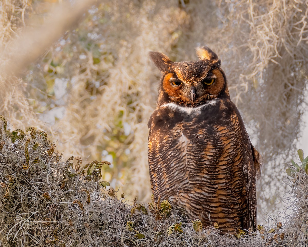 Great Horned Owl - Brandon Finnorn