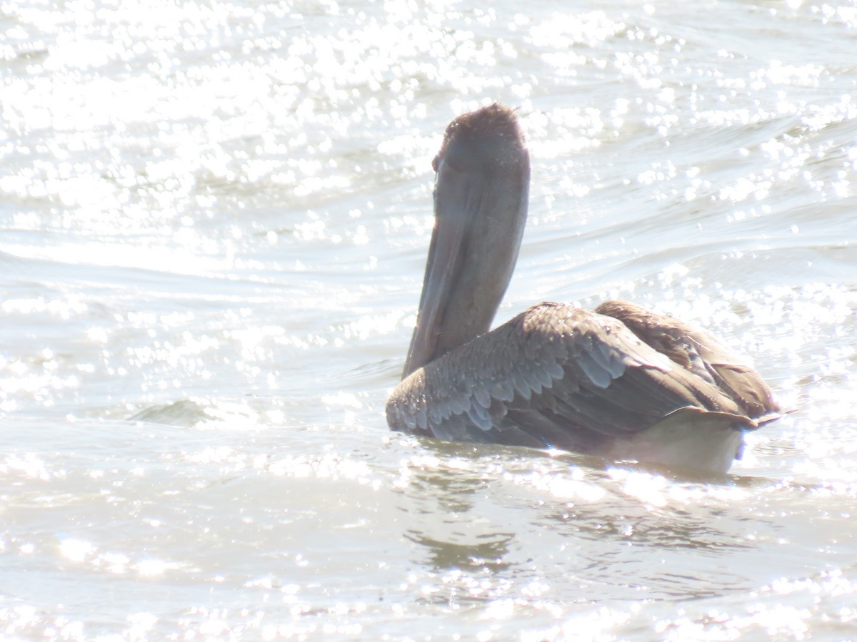 Brown Pelican - Katherine Holland