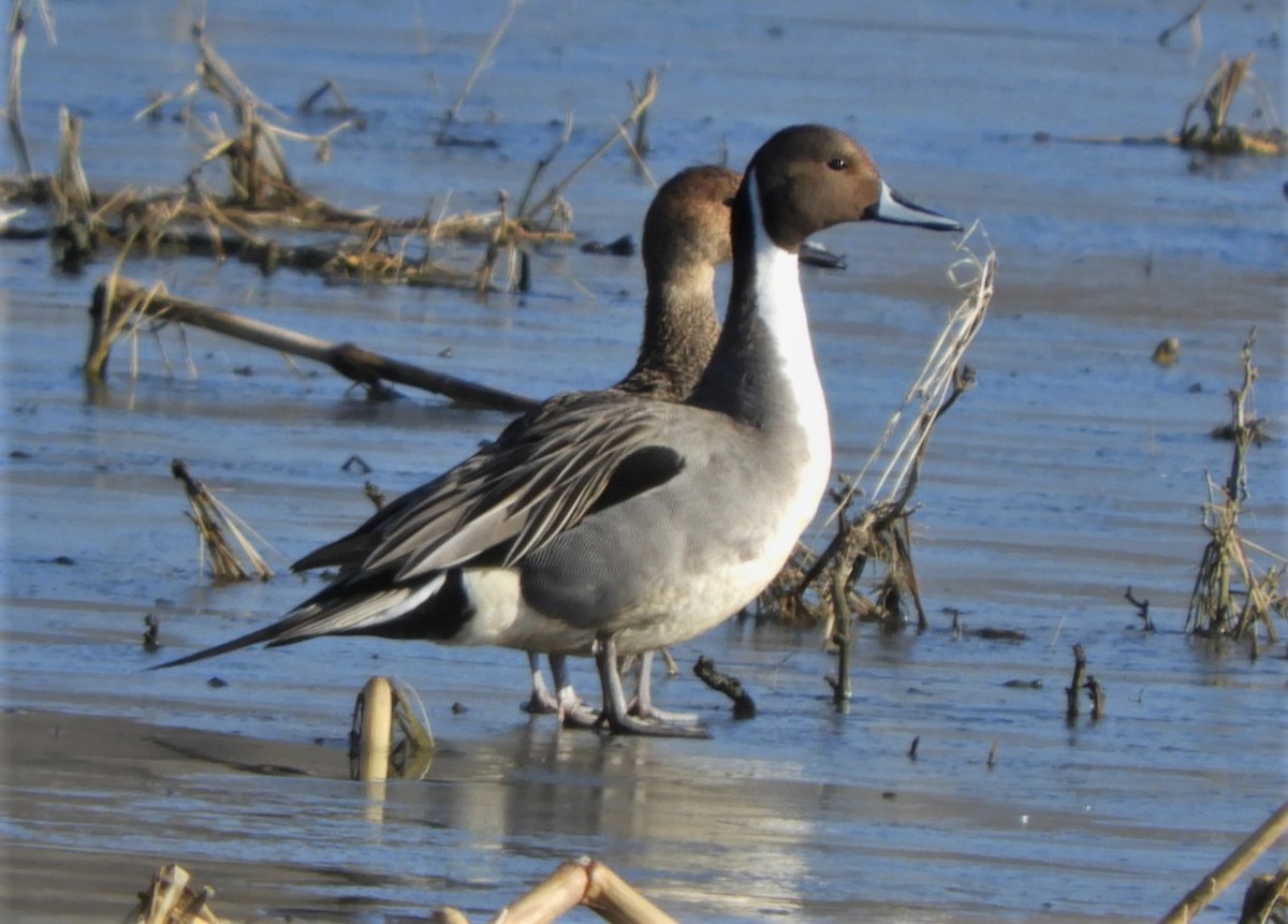 Northern Pintail - Paul McKenzie