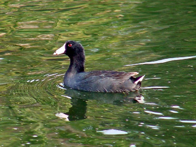 American Coot (Red-shielded) - ML21041301