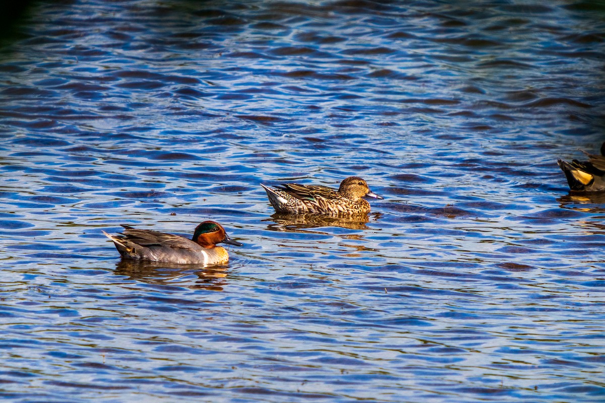 Green-winged Teal - Carlos Bernal