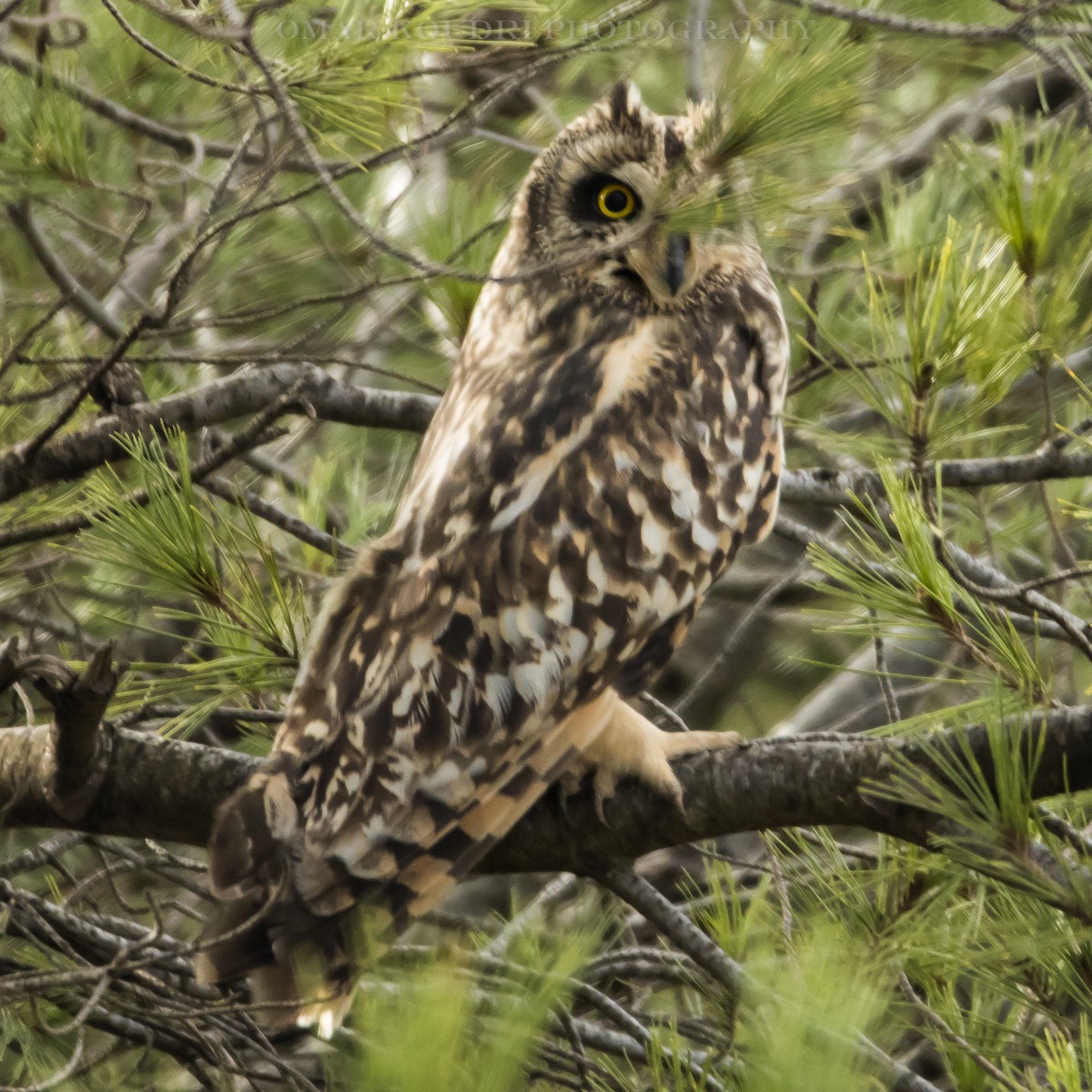 Short-eared Owl - ML210414271