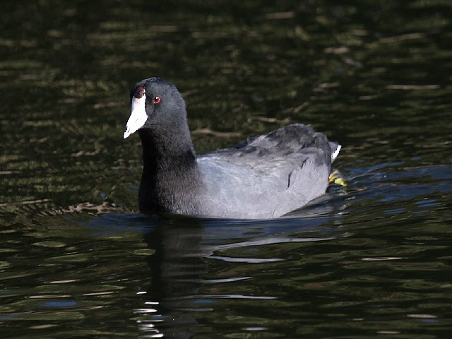 American Coot (Red-shielded) - ML21041431