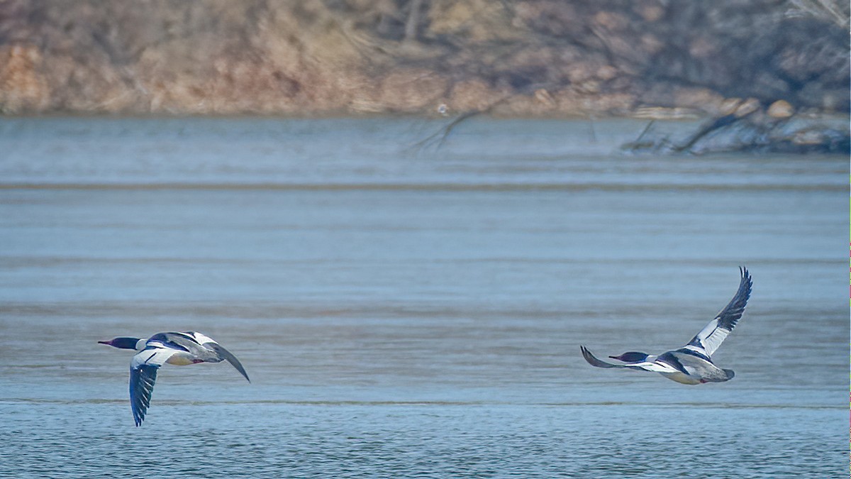 Common Merganser - ML210414721