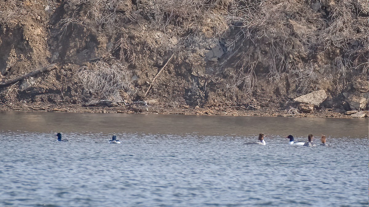 Common Merganser - ML210414741