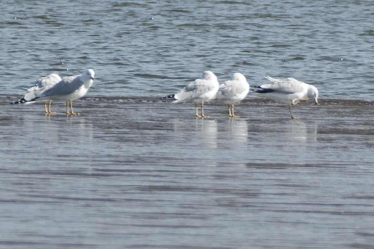 Ring-billed Gull - ML210414801