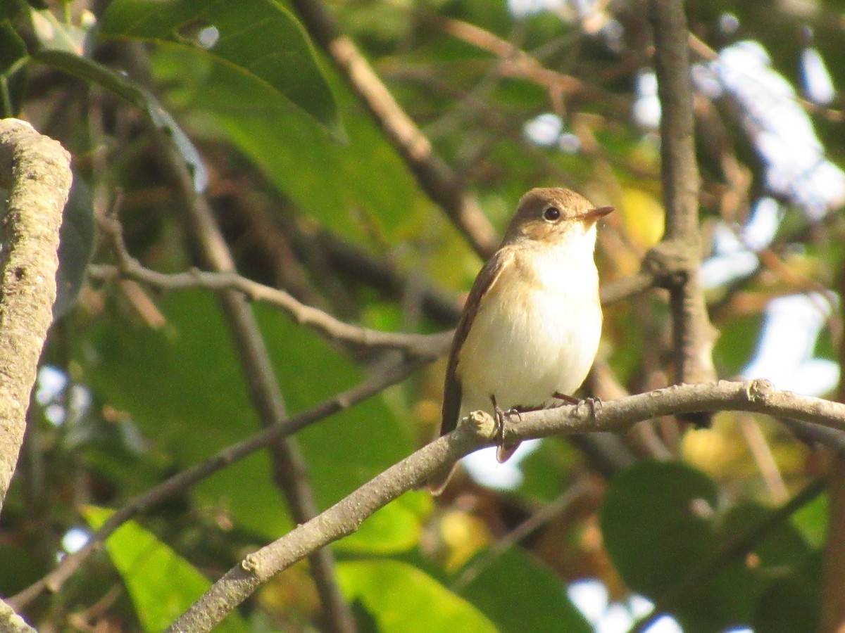 Red-breasted Flycatcher - Rahul Paranjape