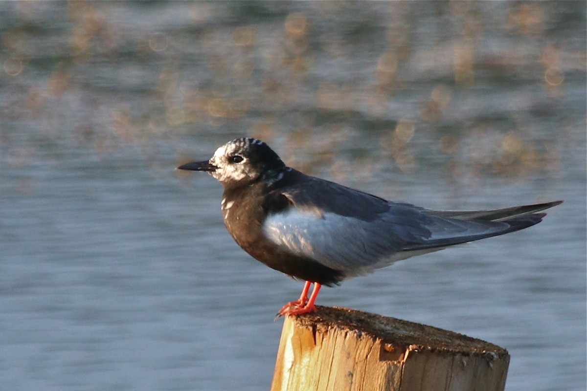 White-winged Tern - ML210415871