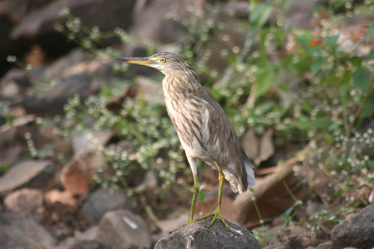 Indian Pond-Heron - ML21041711