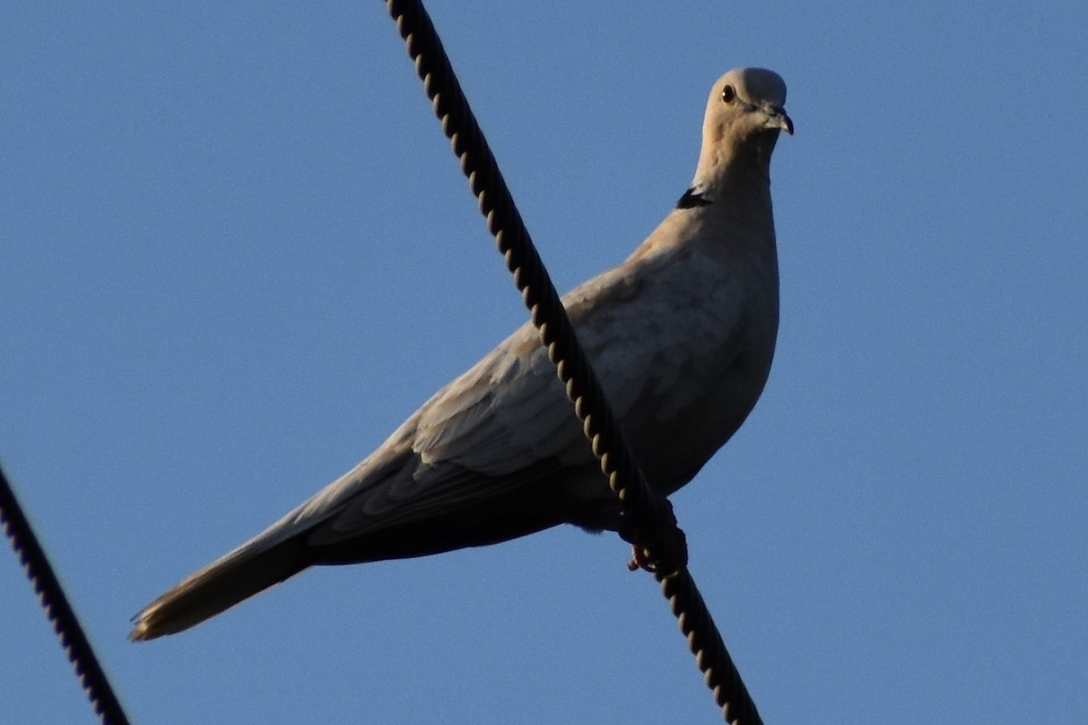 Eurasian Collared-Dove - ML210419151