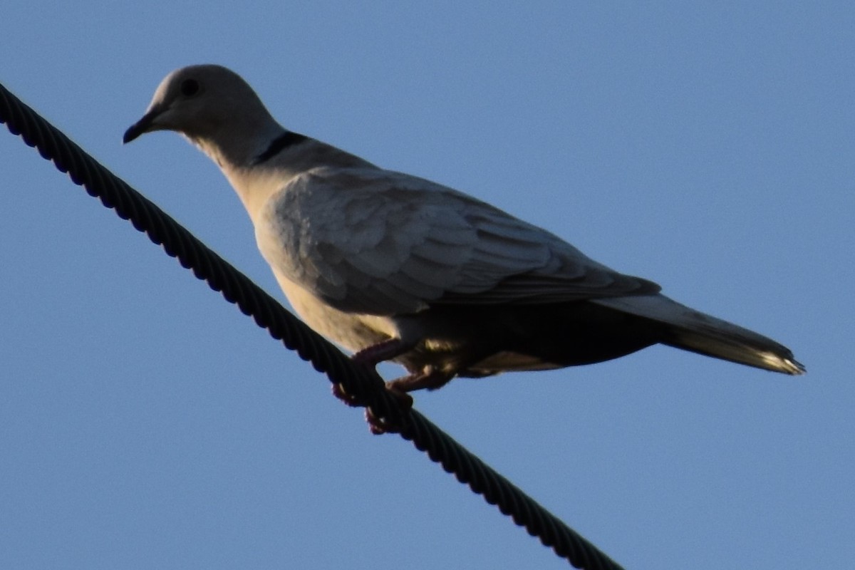 Eurasian Collared-Dove - ML210419201