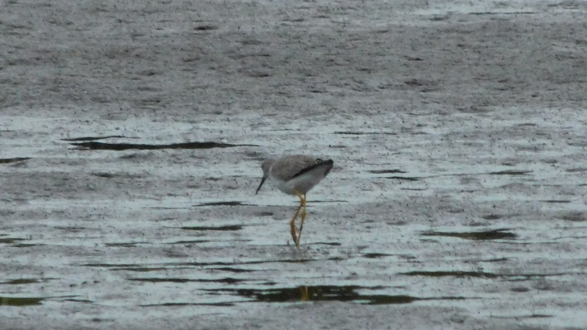 Lesser Yellowlegs - ML210420711