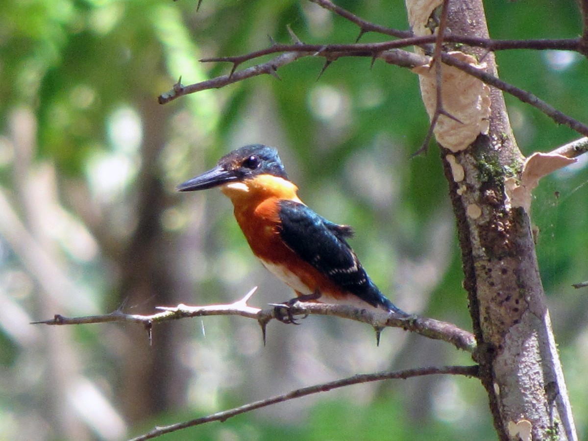 American Pygmy Kingfisher - ML210422271