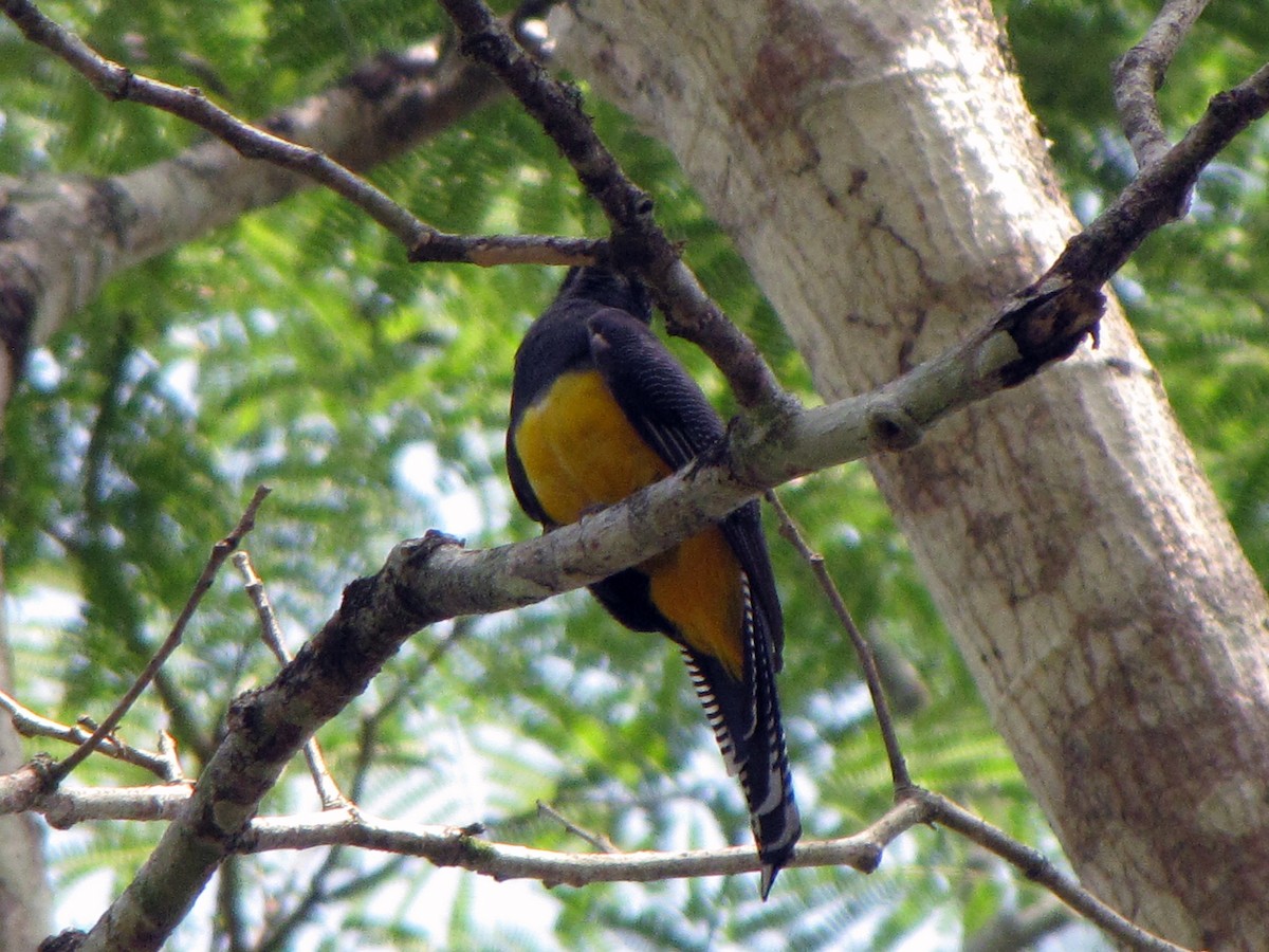 trogon podvazkový - ML210422281